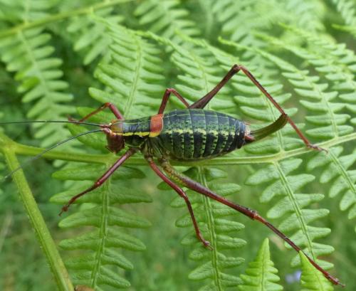 Barbitistes serricauda